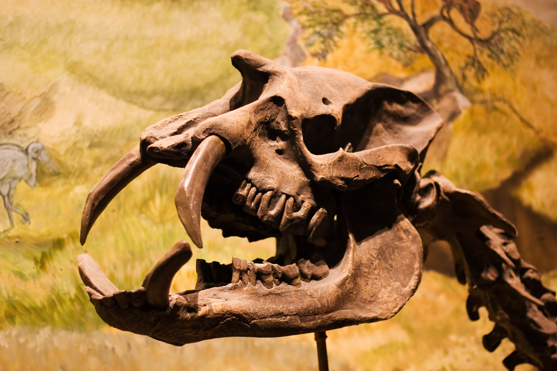 museum of paleontology egidio feruglio